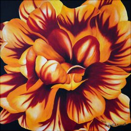 Feurige Tulpe Feurige Tulpe