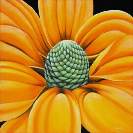 Leuchtender Sonnenhut Leuchtender Sonnenhut