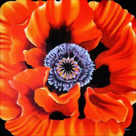 Mohnblüte auf Leinwand Mohnblüte auf Leinwand
