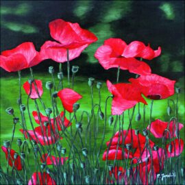 Mohnblumenfeld Mohnblumenfeld